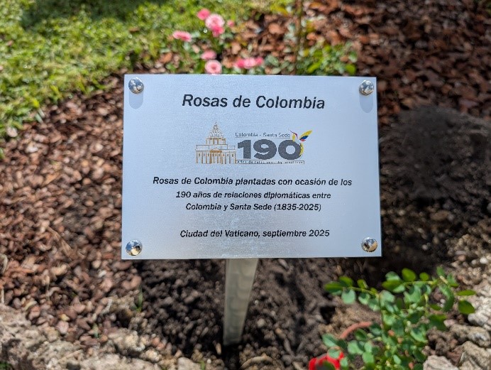 plantación de rosas